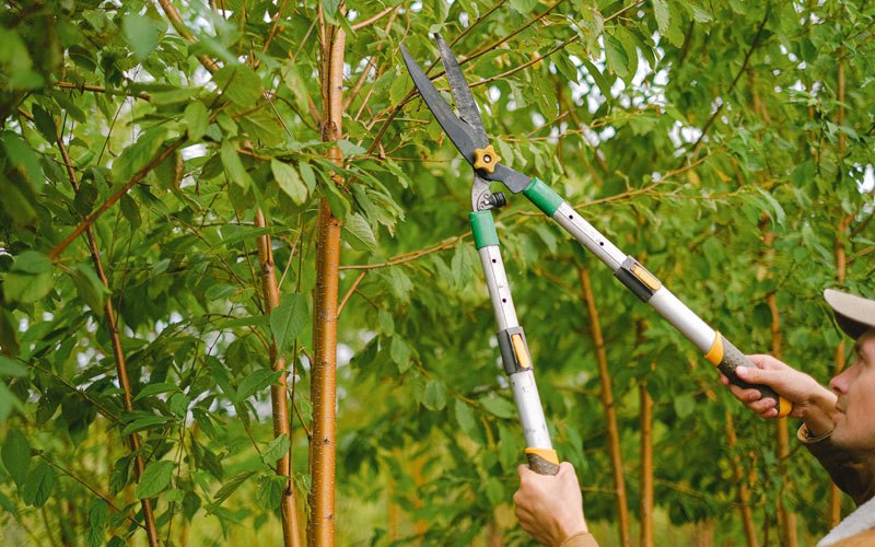 Tree trimming in Malden, WA